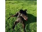 Adopt Bobo <3 a Black Labrador Retriever, German Shepherd Dog