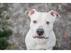 Adopt Gordon a Pit Bull Terrier