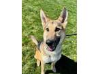 Adopt Bandit a German Shepherd Dog, Siberian Husky