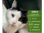 Adopt Oreo a Domestic Short Hair