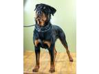 Adopt Jesper a Rottweiler, Mixed Breed