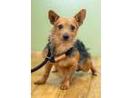 Adopt Korey a Yorkshire Terrier, Dachshund
