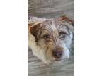 Adopt McFly a Terrier, Mixed Breed