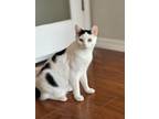 Adopt Flop a Domestic Short Hair