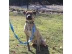 Adopt Cooper a Plott Hound