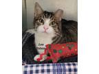 Adopt Leo Tolstoy a Domestic Short Hair