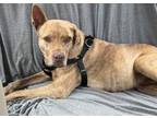 Adopt HONEY a Rhodesian Ridgeback, Labrador Retriever