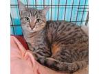 Adopt Dennis a Domestic Short Hair