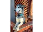 Adopt Astro a Husky, Anatolian Shepherd