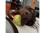 Adopt Bruno (Located in KELOWNA, BC) a Doberman Pinscher