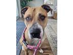 Adopt Kevin a Pit Bull Terrier, Boxer
