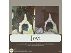 Adopt Jovi (aka Soldier) a Pit Bull Terrier
