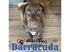 Adopt Lily's Indie 500 Litter Barracuda a Labrador Retriever