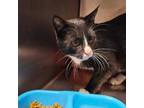 Adopt Romeo a Domestic Short Hair