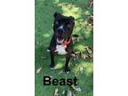 Adopt Beast a Pit Bull Terrier