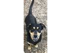 Adopt Deputy a Black and Tan Coonhound, Flat-Coated Retriever