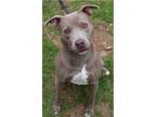 Adopt T (Teddy Bear) a Staffordshire Bull Terrier