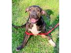 Adopt Russ a Black Mouth Cur