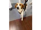 Adopt Rooster a Beagle, Hound