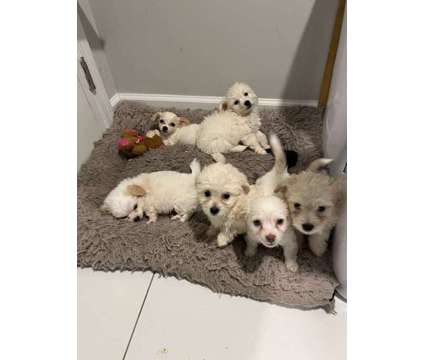 $ Maltipoo Puppies 8 weeks is a Male Maltese, Poodle Puppy For Sale in Duluth GA