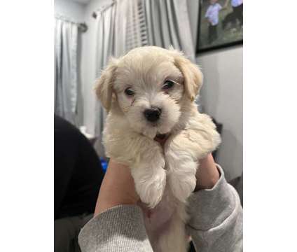 $ Maltipoo Puppies 8 weeks is a Male Maltese, Poodle Puppy For Sale in Duluth GA