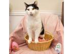 Adopt Van Gogh a American Shorthair