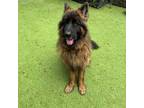 Adopt Zeus a German Shepherd Dog