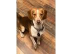 Adopt Rusty a Beagle, Mixed Breed