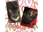 Adopt Charlie a Tabby