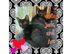 Adopt Jack & Ace a Domestic Short Hair