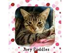 Adopt Joey Puddles a Domestic Short Hair