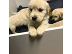 Golden Retriever Puppy for sale in Greeley, CO, USA