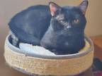 Adopt Jett a Domestic Short Hair