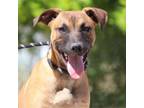 Adopt PEAPOD a Staffordshire Bull Terrier, Mixed Breed