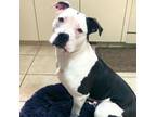 Adopt Smallz a Pit Bull Terrier, American Staffordshire Terrier