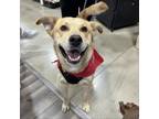 Adopt Eddie a Labrador Retriever, German Shepherd Dog