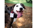 Adopt Spot a American Staffordshire Terrier