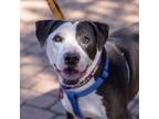 Adopt Spot a American Staffordshire Terrier