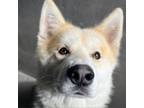 Adopt Bingo A2118364 a German Shepherd Dog, Siberian Husky