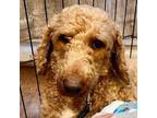 Adopt Winston a Miniature Poodle