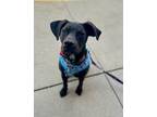 Adopt Sparrow a Rottweiler, Mixed Breed