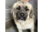 Adopt Benjamin a Shepherd