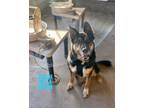 Adopt Prince a Shepherd, Mixed Breed