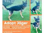 Adopt Jger a German Shepherd Dog