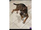 Adopt Chalupa a Black Mouth Cur, Mixed Breed