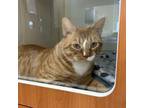 Adopt Mickey O`Rourke a Domestic Short Hair