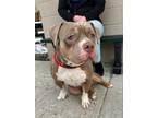 Adopt Wilson a Pit Bull Terrier, Mixed Breed