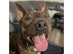 Adopt Elvis a Mixed Breed, American Staffordshire Terrier