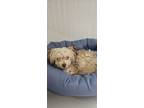Adopt Chidi Anagonye #3837 a Yorkshire Terrier