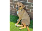 Adopt Draco R. a Jack Russell Terrier, Boxer